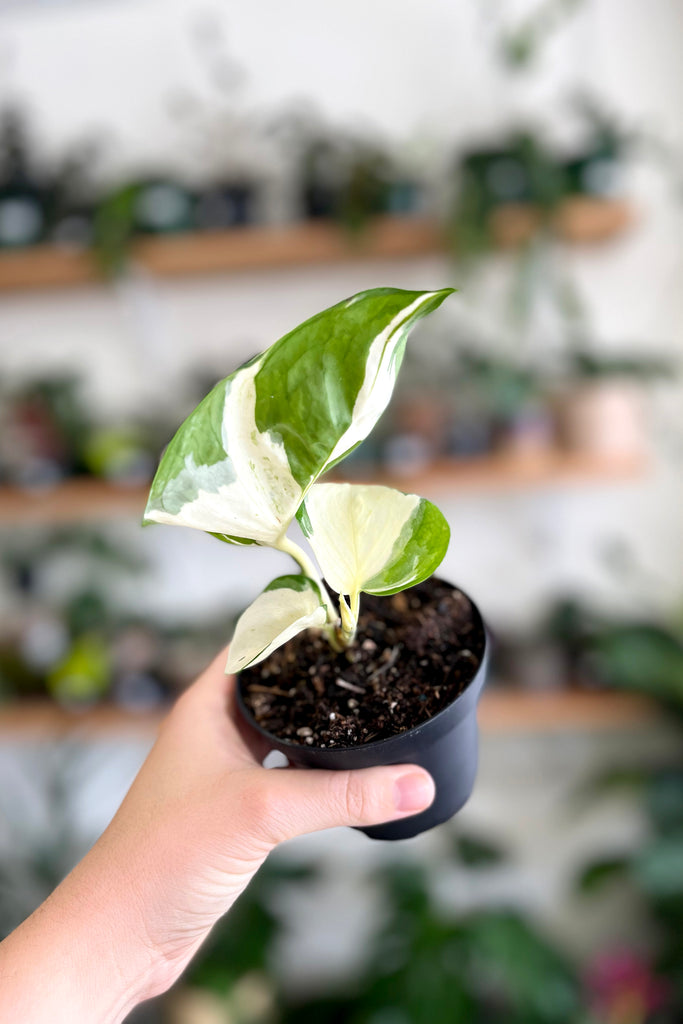 Buy Indoor Plants Online Sydney Plant Delivery More Plants