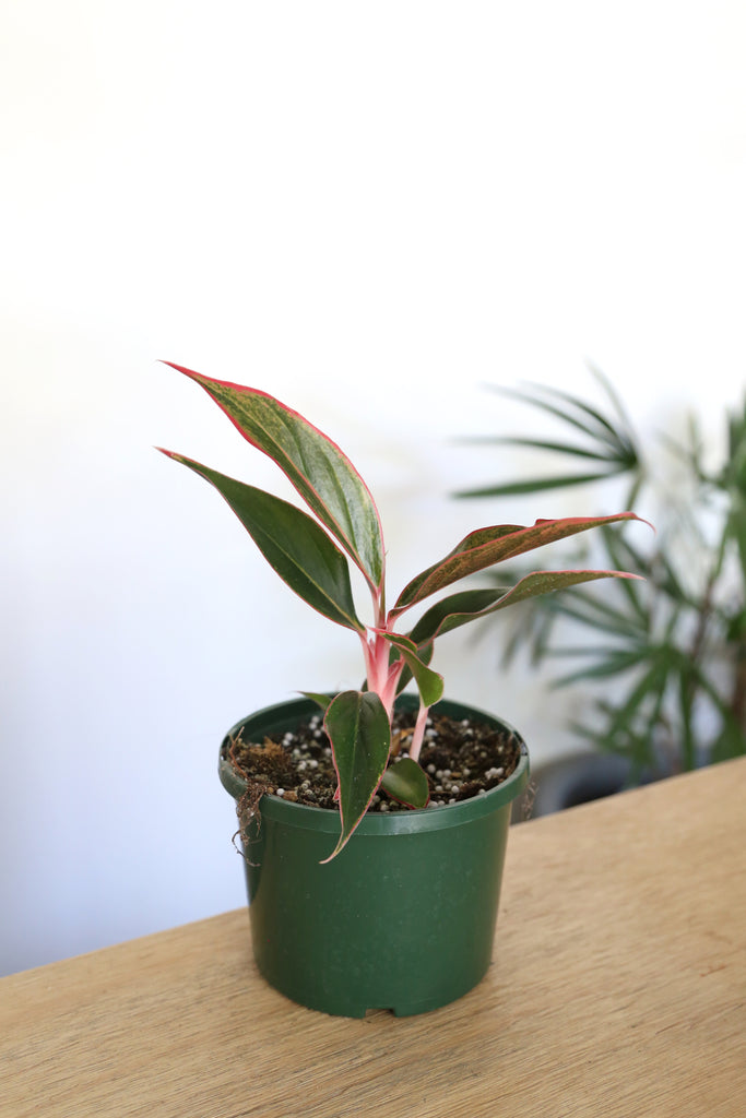 Buy Indoor Plants Online Sydney Plant Delivery More Plants