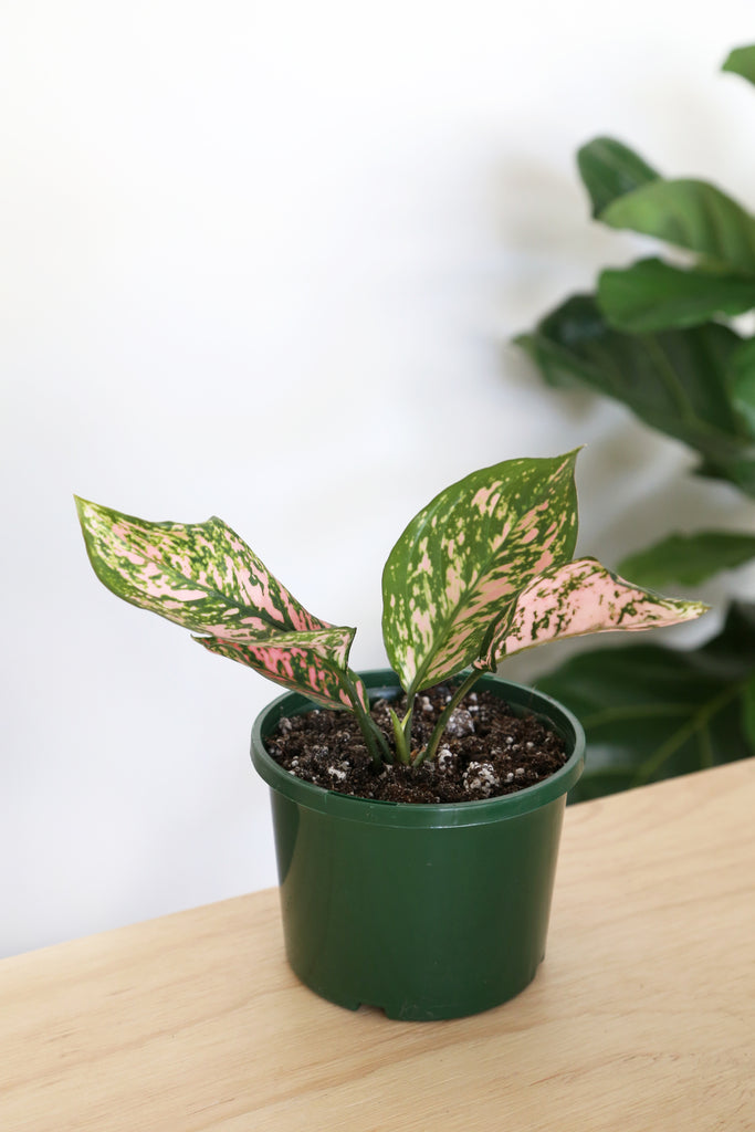 Aglaonema commutatum 'Lady Valentine'