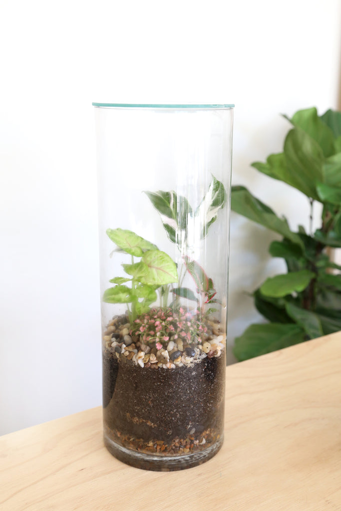 Forest Life Terrarium - Tropic (Pebble) - PICK UP / LOCAL DELIVERY ONLY
