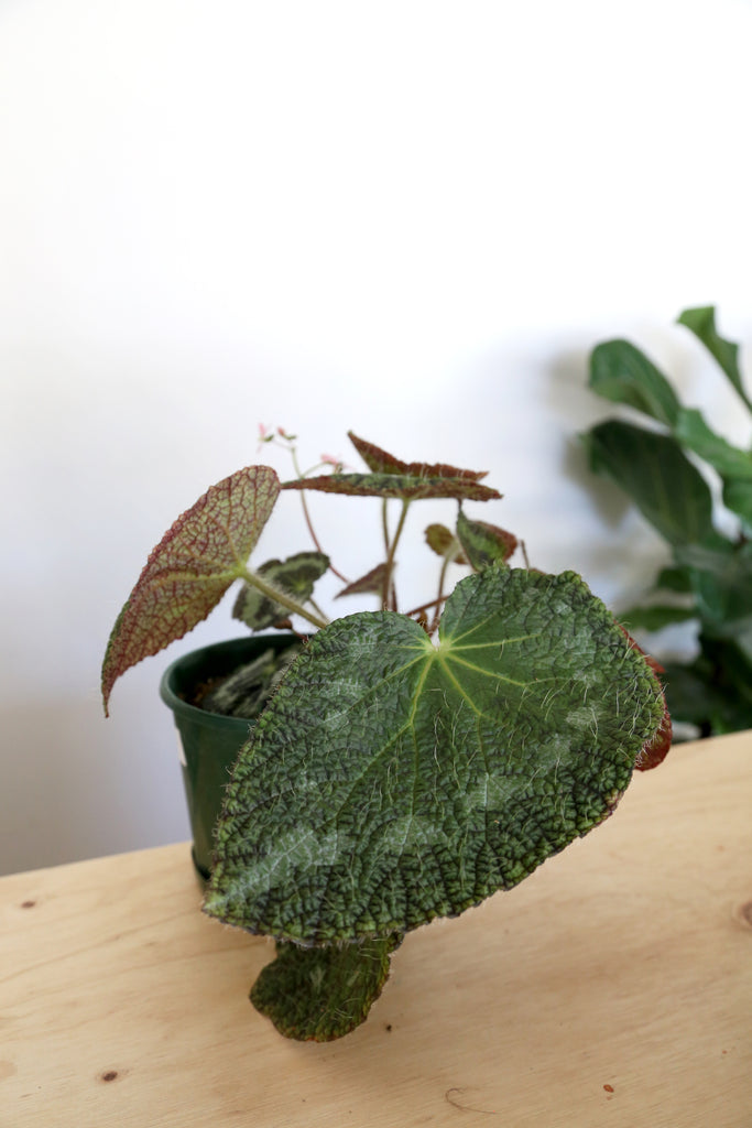 Begonia sizemoreae - PICK UP / LOCAL DELIVERY ONLY