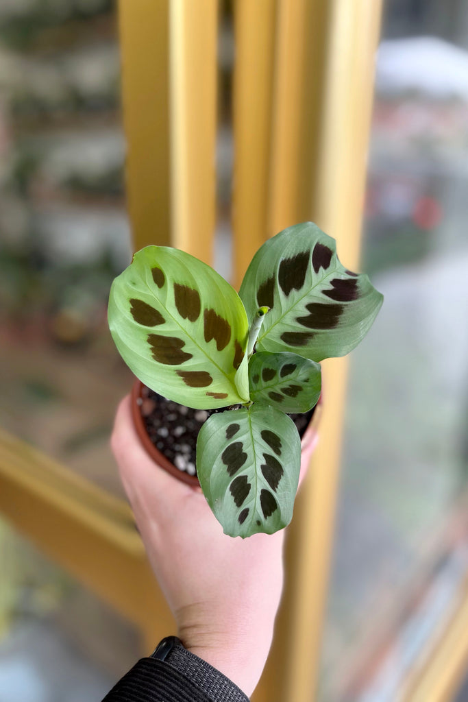 prayer plant australia Buy Best Place to Buy Maranta leuconeura 'Kerchoviana' (Prayer Plant) Online | More Plants Online