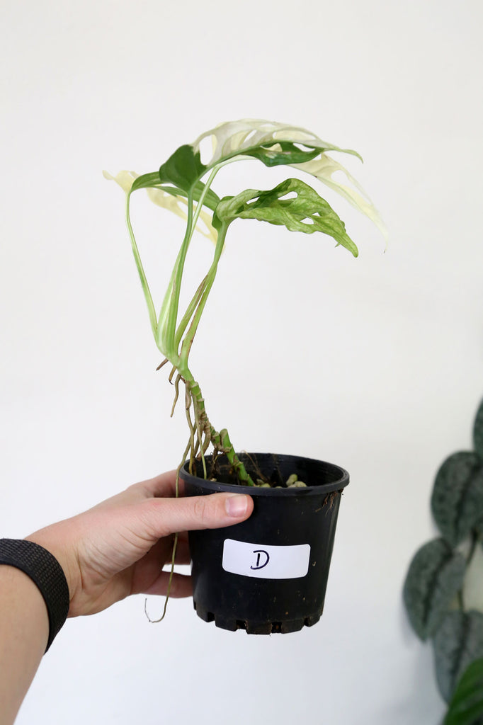 Buy Indoor Plants Online Sydney Plant Delivery More Plants