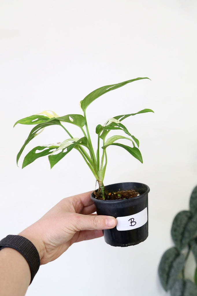 Buy Indoor Plants Online Sydney Plant Delivery More Plants