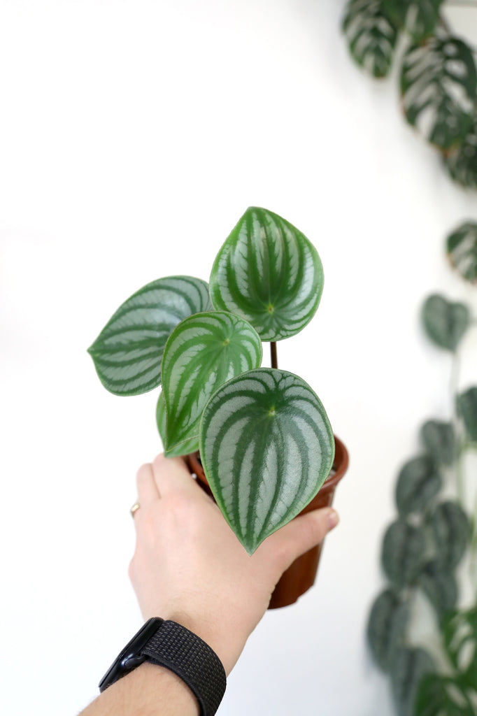 Peperomia-argyreia-watermelon-pep-indoor-plant-delivery-newtown