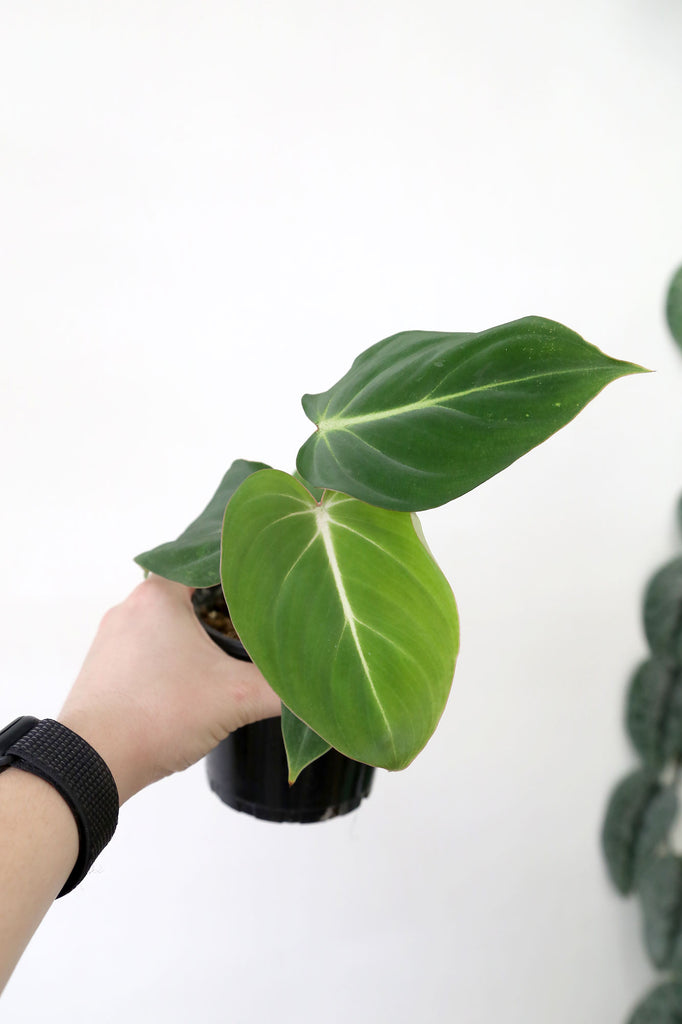     Philodendron-Gloriosum-Indoor-Rare-Plant-Delivery-Sydney