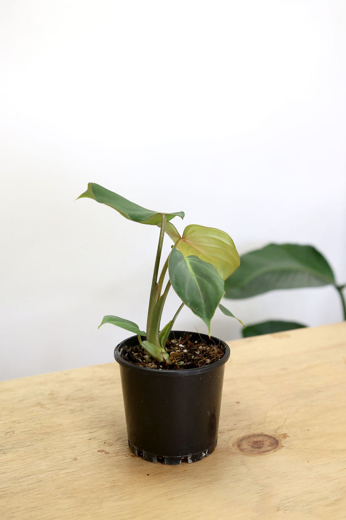      Philodendron-Gloriosum-Rare-Indoor-Plant