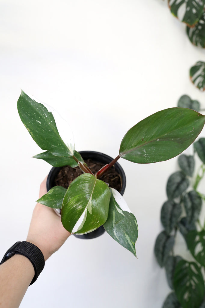 Philodendron-White-Knight-Rare-Variegated-Indoor-Plant