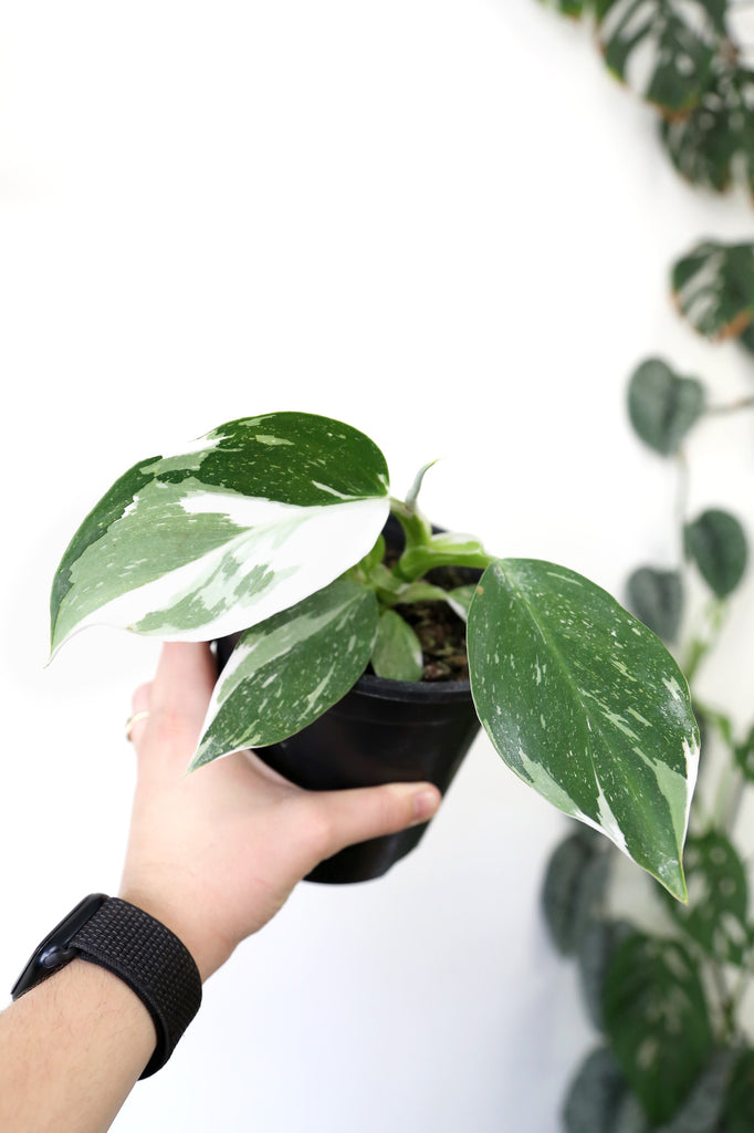 Philodendron-White-Wizard-Variegated-Indoor-Plant-Sydney
