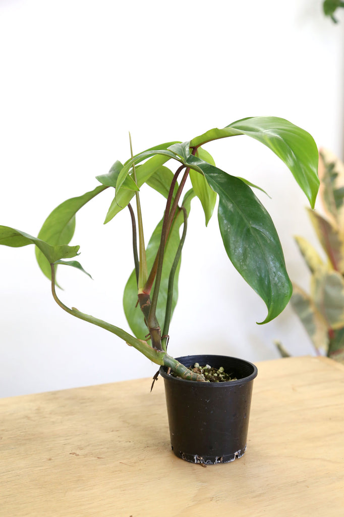 Buy Rare & Collector Plants Online More Plants