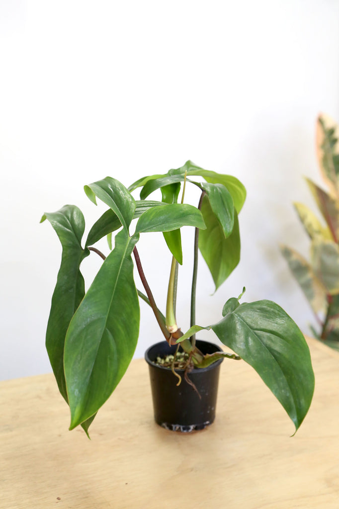 Philodendron-big-ears-rare-indoor-plant