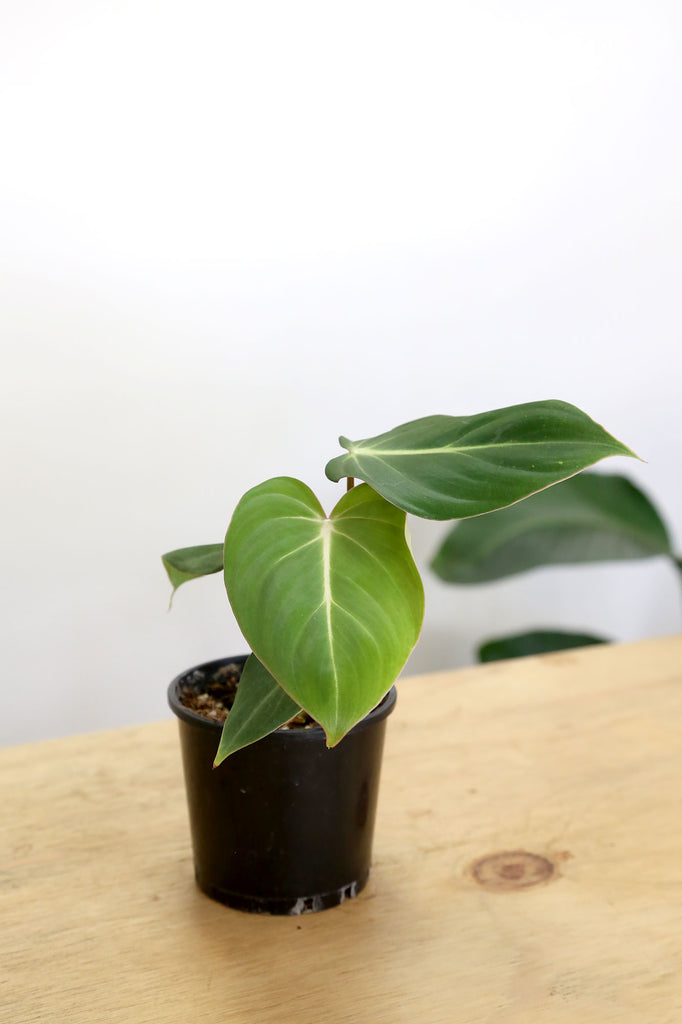     Philodendron-gloriosum-rare-indoor-plant-sydney-delivery