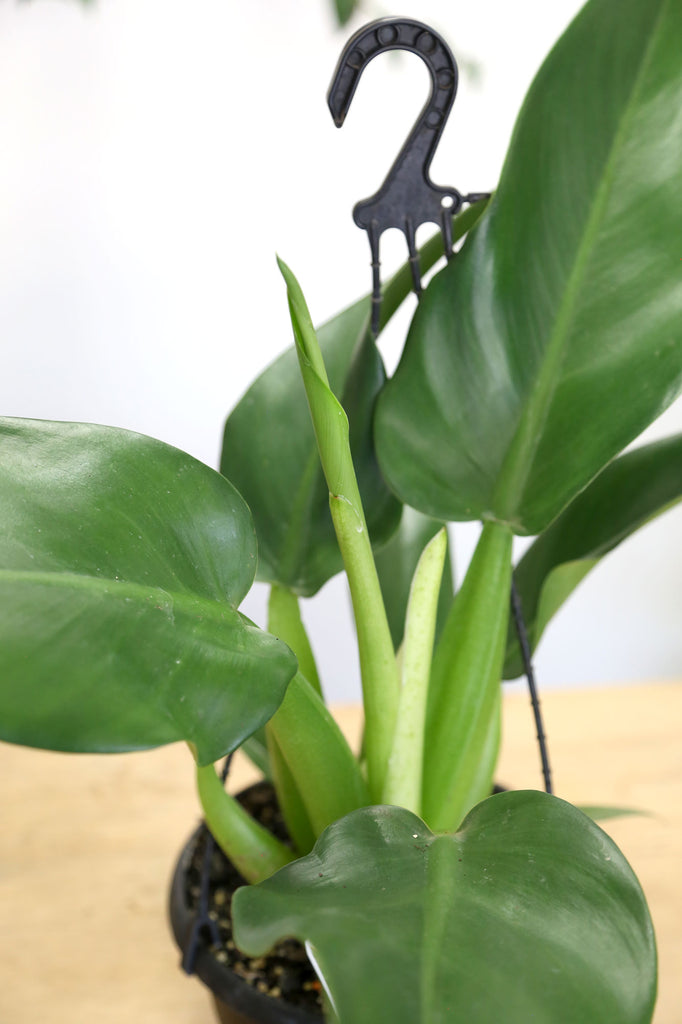 Philodendron-martianum-Fat-Boy-Rare-Indoor-Plant-Newtown