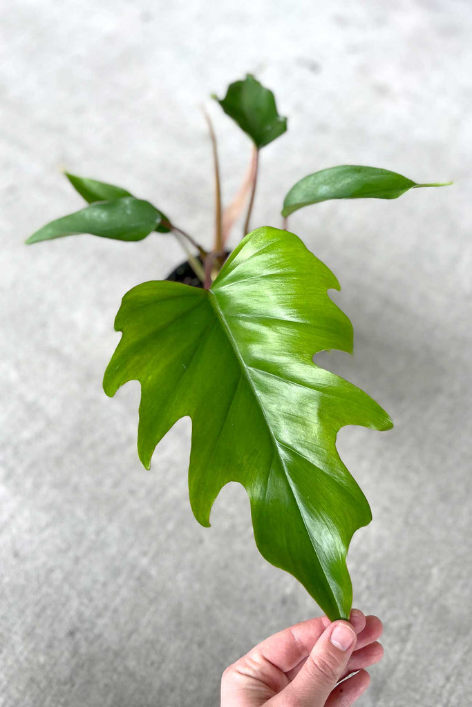 Buy Indoor Plant Collections Store Online More Plants