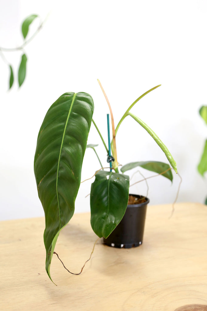 Philodendron-patriciae-rare-indoor-plant-aroid-sydney-delivery