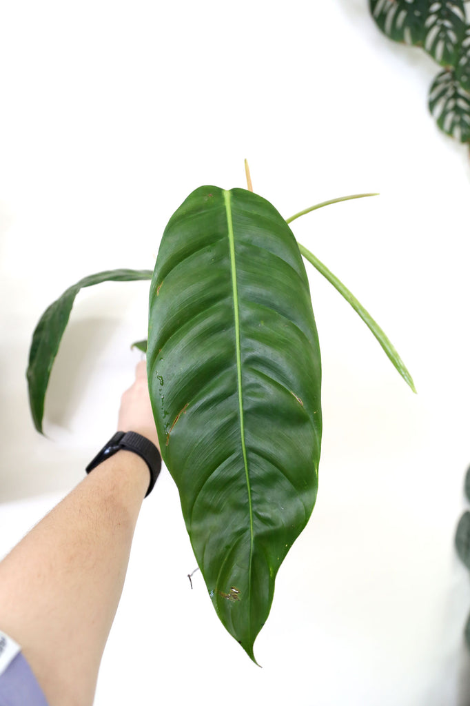 Philodendron-patriciae-rare-indoor-plant-sydney