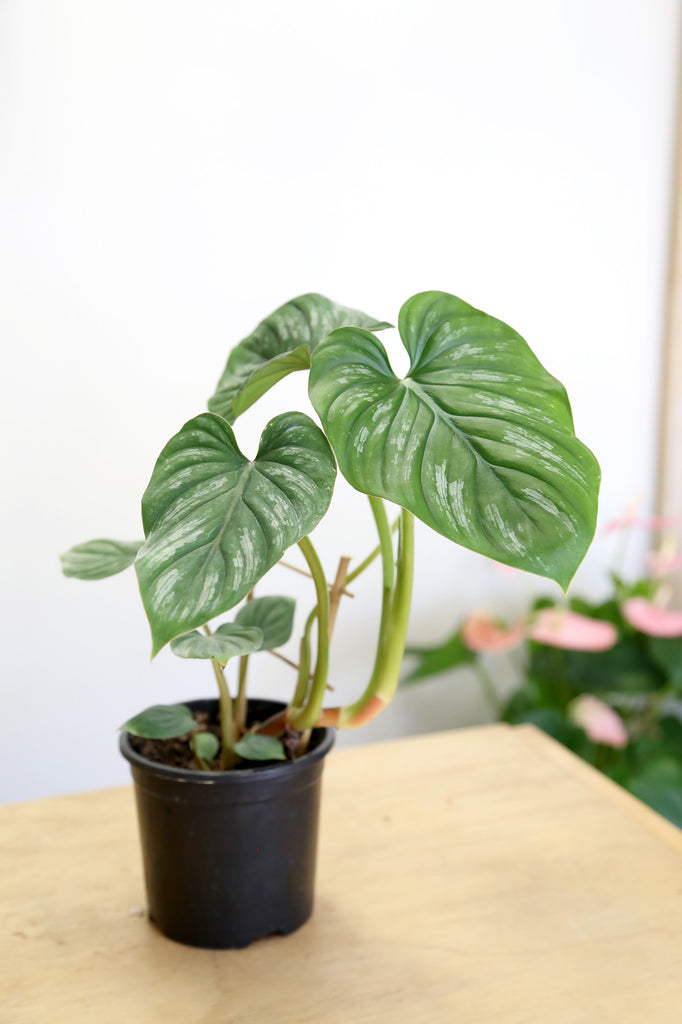 Buy Indoor Plant Collections Store Online More Plants