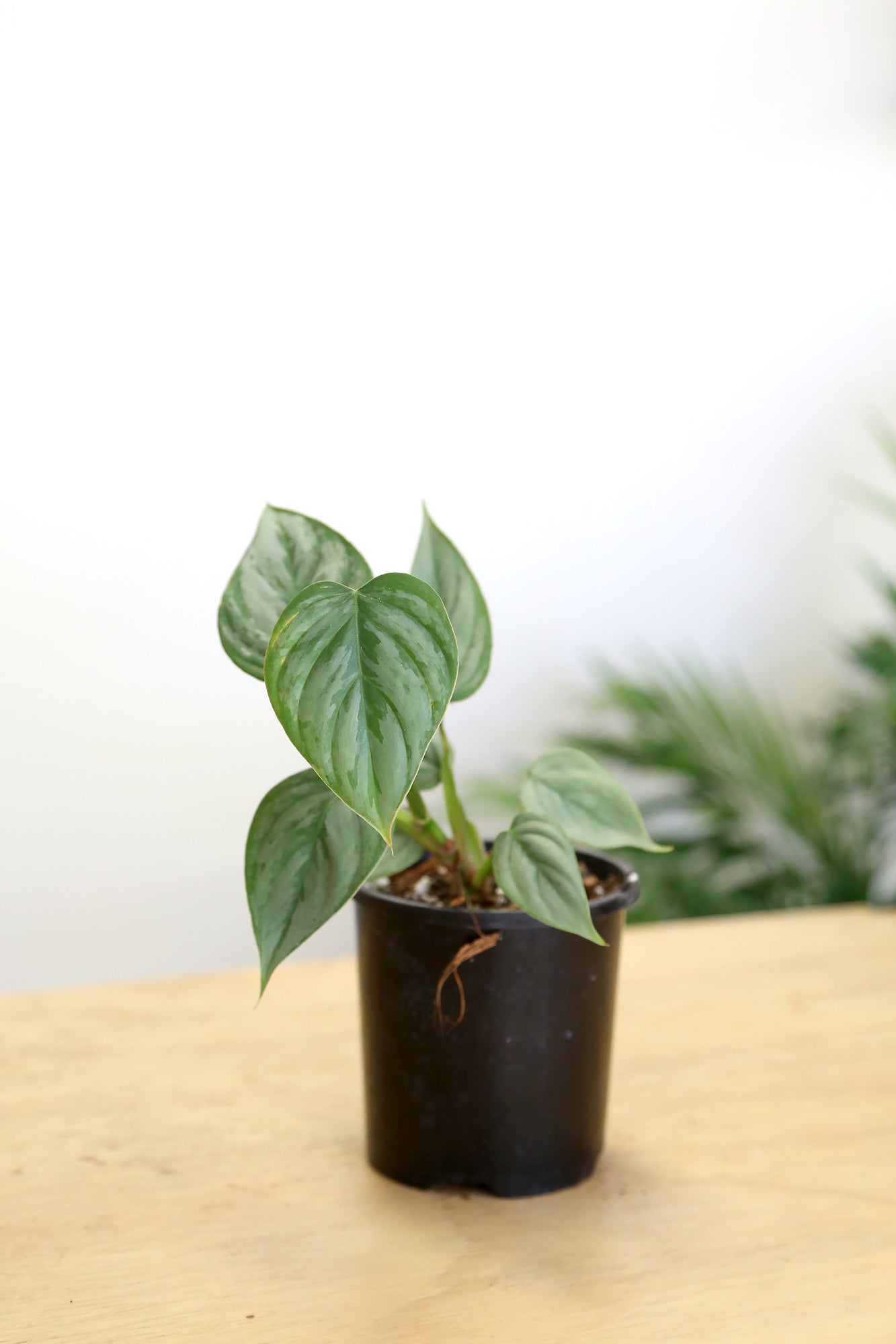 is philodendron sodiroi a climber Buy Philodendron sodiroi Online