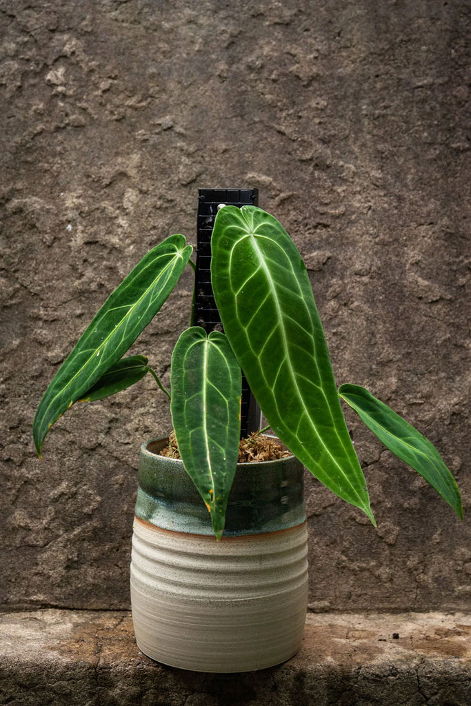 Propstick-Mini-Grow-Vertical-Plant-Support