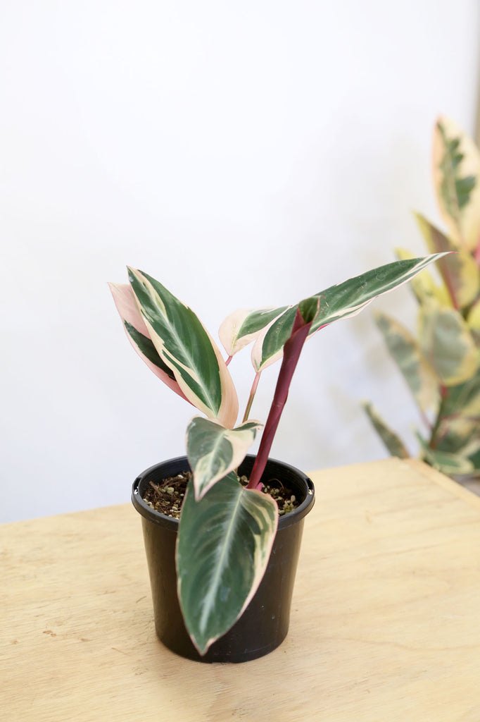    Stromanthe-sanguinea-Triostar-indoor-plant-sydney-rosebery