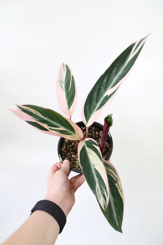    Stromanthe-sanguinea-Triostar-indoor-plant-sydney