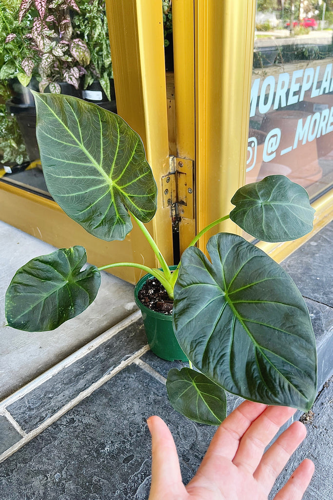 Alocasia 'Regal Shield' - PICK UP / LOCAL DELIVERY ONLY