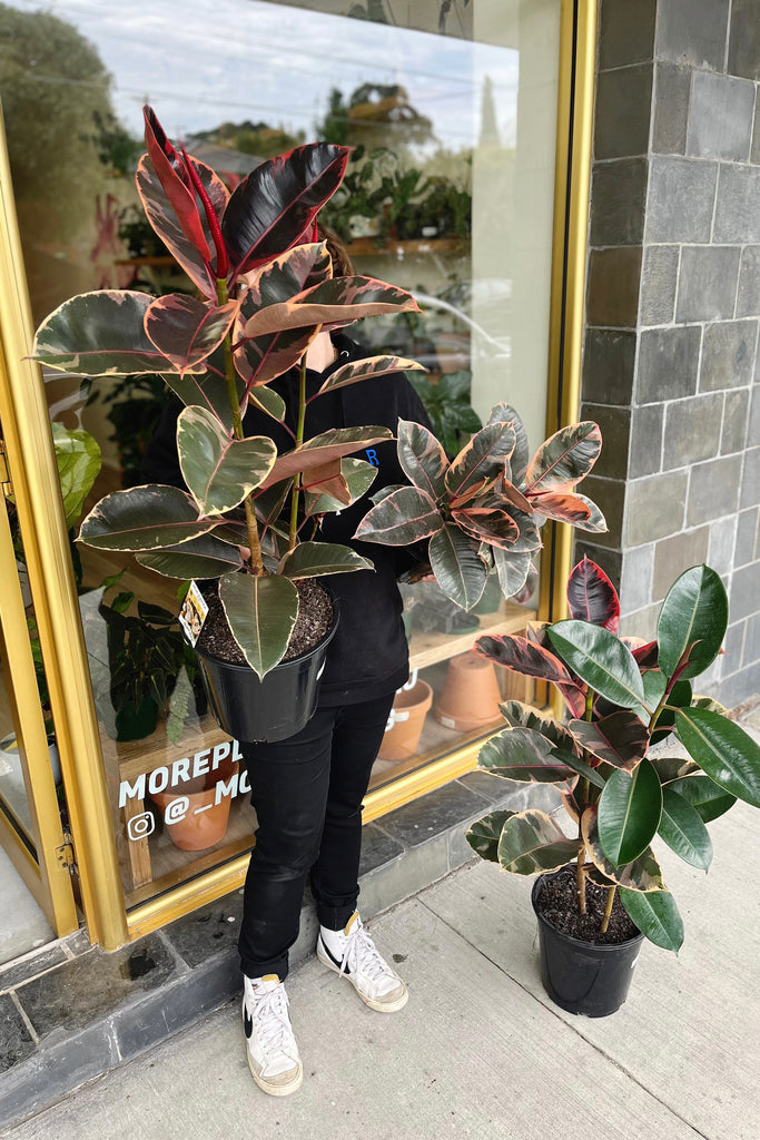 Ficus elastica 'Ruby' - 250mm - PICK UP / LOCAL DELIVERY ONLY