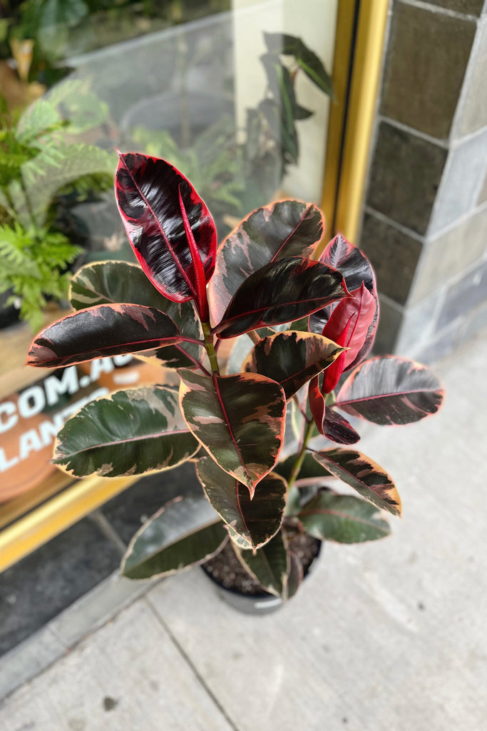 Ficus elastica 'Ruby' - 250mm - PICK UP / LOCAL DELIVERY ONLY