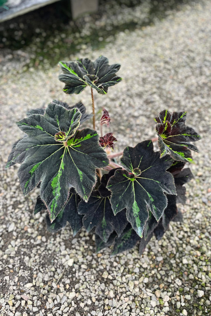Begonia 'Lightning Strike' - PICK UP / LOCAL DELIVERY ONLY