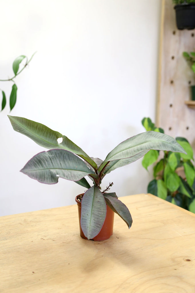 Buy Rare & Collector Plants Online More Plants