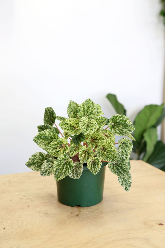 peperomia-caperata-variegata-pet-safe-plant