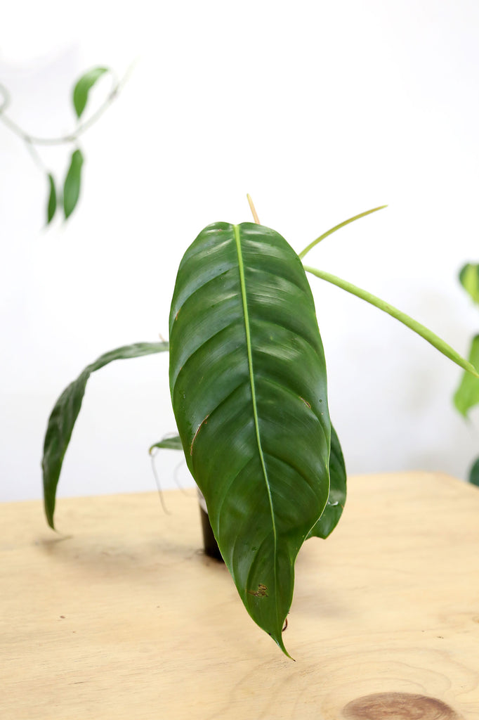 philodendron-patriciae-rare-collector-plant-sydney