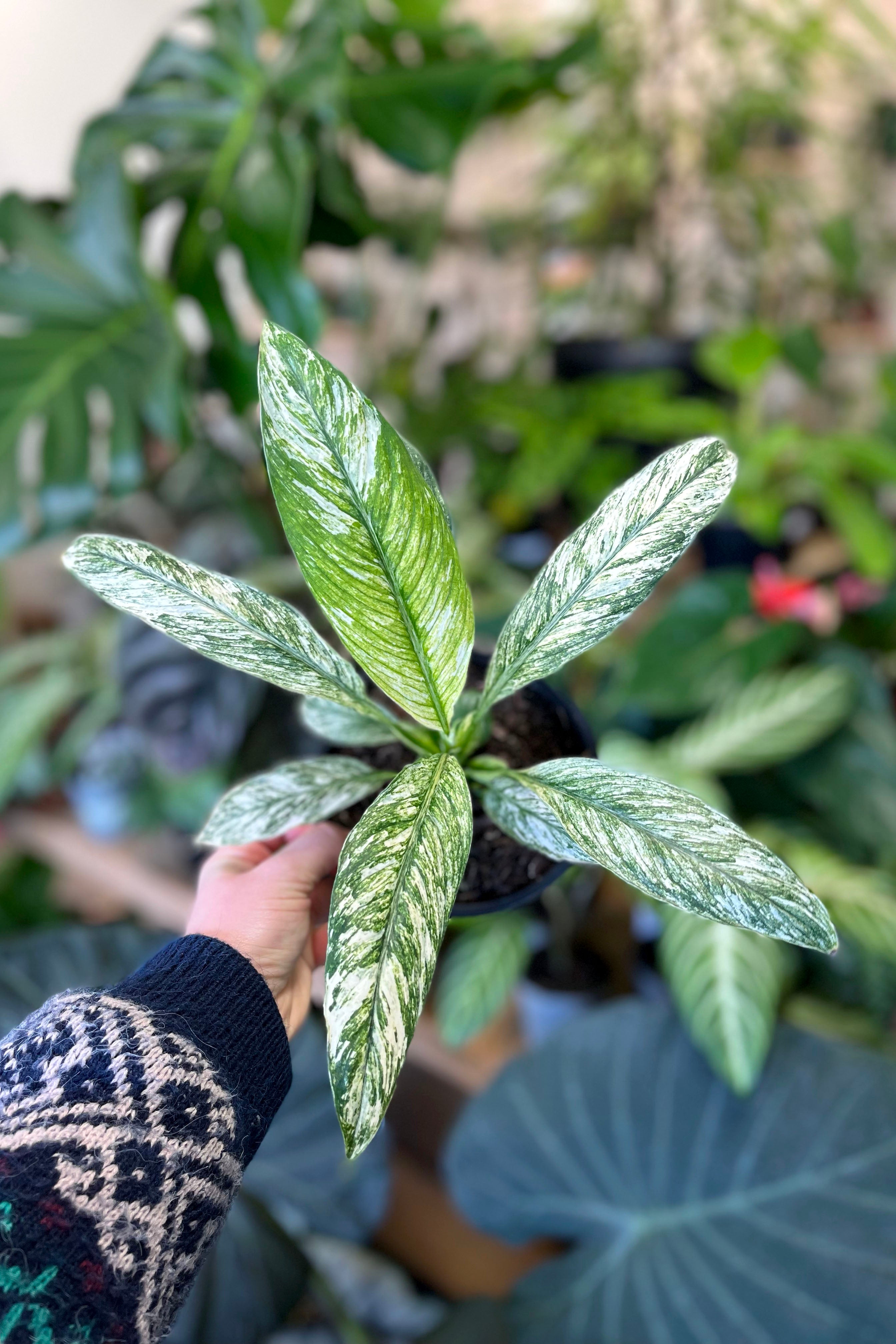 variegated peace lily jessica Buy Spathiphyllum 'Jessica' Online